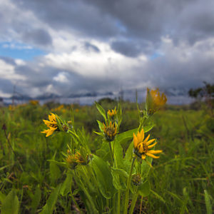 Tetons Flower